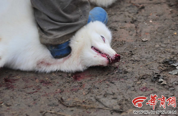 һֻ����û�б����������������Ͳȼ�������������