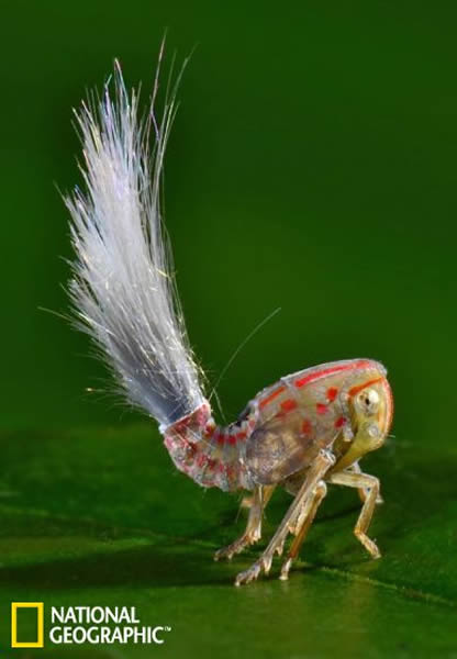 ��ֻ�������������峤���ľ�����������״��