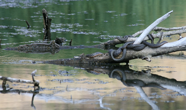 ��Ӱʦ�������ˮ���ߺ�������ֹͣ��ɱ