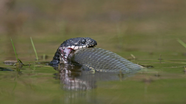 ��Ӱʦ�������ˮ���ߺ�������ֹͣ��ɱ