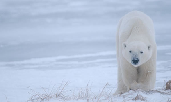 加拿大拒绝为受气候变化威胁的濒危生物——北极熊提供全面保护