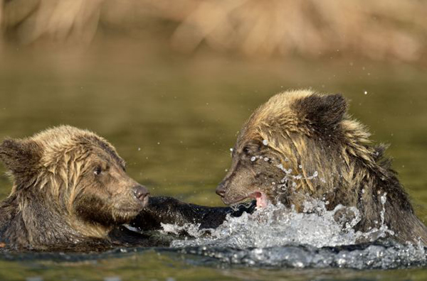 加拿大熊妈妈耐心地教授宝宝捕鱼
