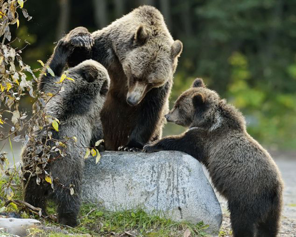 加拿大熊妈妈耐心地教授宝宝捕鱼