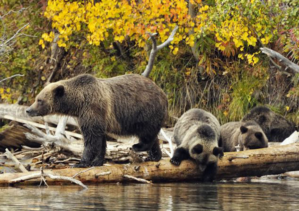 加拿大熊妈妈耐心地教授宝宝捕鱼