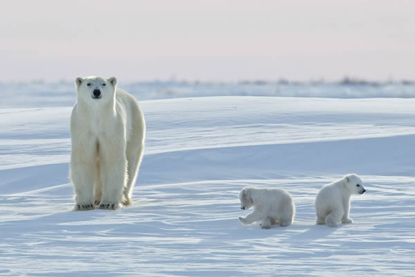 A polar bear watches over two cubs in Hudson Bay, near the town of Churchill, Ma
