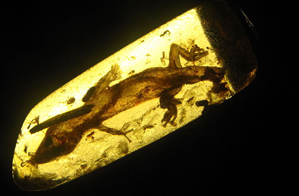 Low Oxygen Dino Air Trapped in Amber