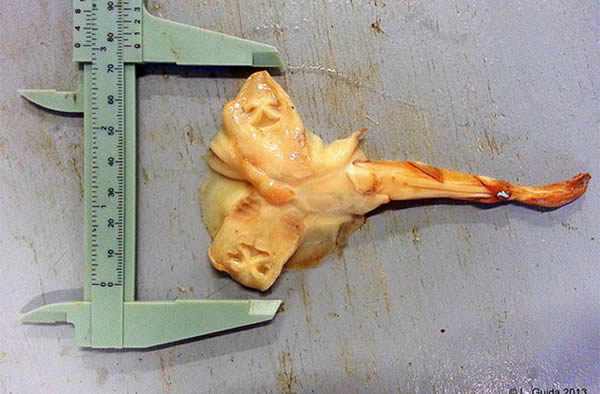 The two-headed fiddler ray fetus, as seen from the bottom.