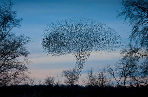 Birds Take Flight for Fall Migration: Photos