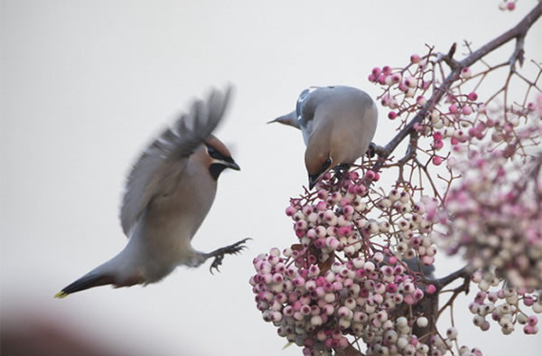 Birds Take Flight for Fall Migration: Photos