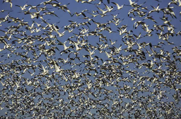 Birds Take Flight for Fall Migration: Photos