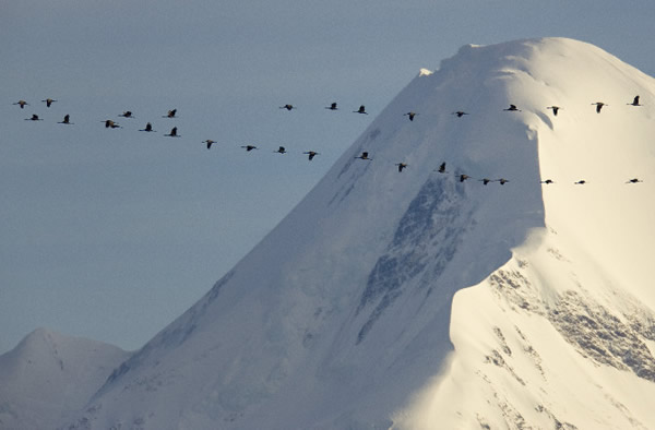 Birds Take Flight for Fall Migration: Photos