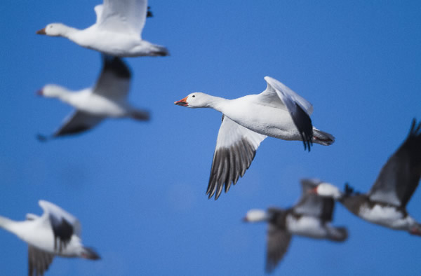 Birds Take Flight for Fall Migration: Photos