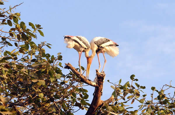 Birds Take Flight for Fall Migration: Photos