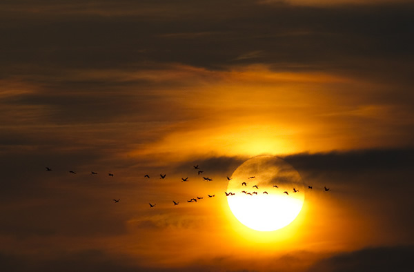 Birds Take Flight for Fall Migration: Photos