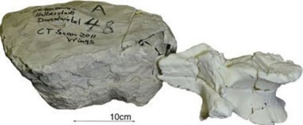 �¹��о���Ա����3D��ӡ�Լ�CTɨ�輼������ӡ��ʯ�ĸ���Ʒ