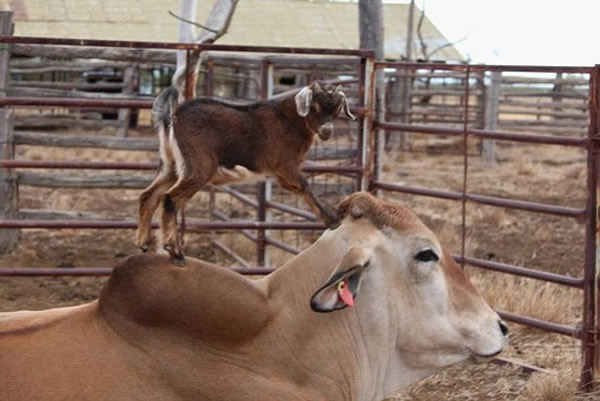 ĴһֻСӳһֱռһֻţ