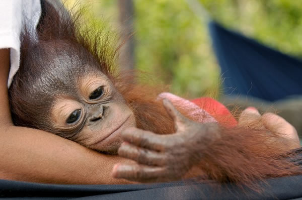 ӡȴһֻĸ´ĺëɱ˿ָֻ