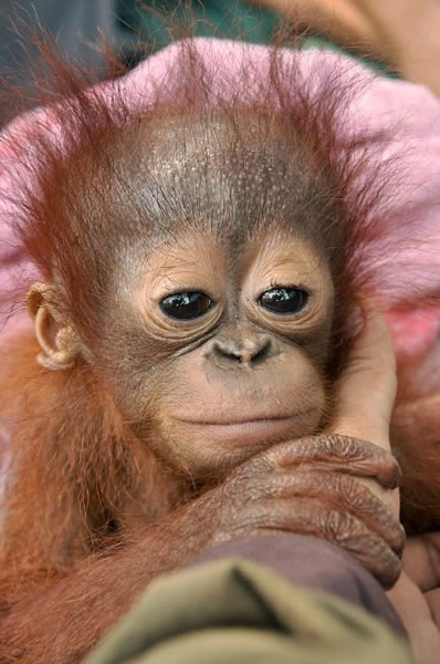 ӡȴһֻĸ´ĺëɱ˿ָֻ