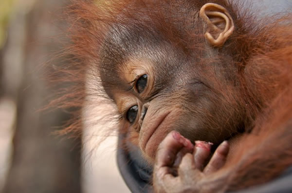 ӡȴһֻĸ´ĺëɱ˿ָֻ