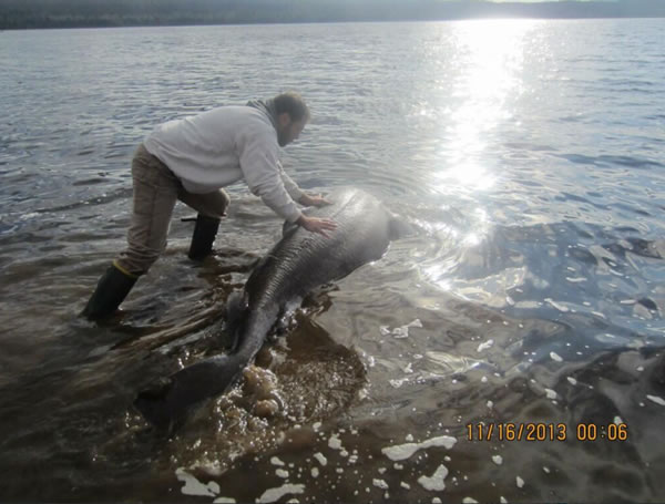 ���ô�Ŧ��������������һֻ�����������¹