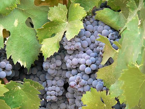 地理和气候帮助预测微生物在酿酒葡萄中的存在