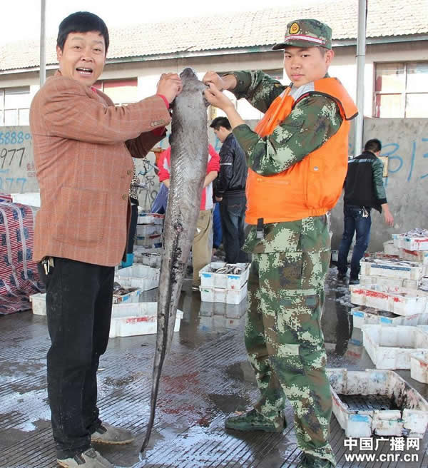 渔民在大金山岛近海海域作业时捕捞起一条巨型海鳗