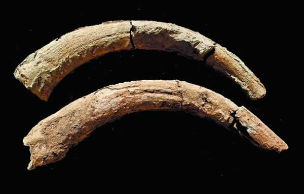 河南“许昌人”遗址出土原始牛牛角化石