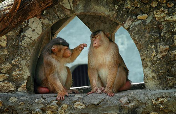 ӡ���������������Ƕ���԰�ձ�⨺���ס���µı���