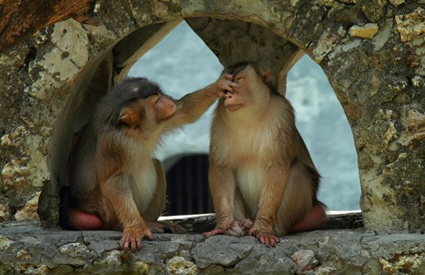 ӡ���������������Ƕ���԰�ձ�⨺���ס���µı���