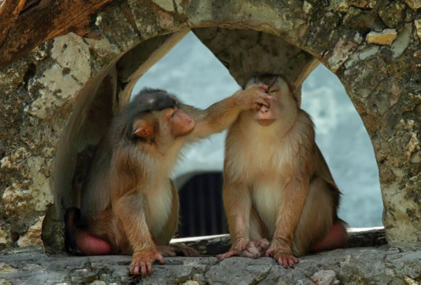 ӡ���������������Ƕ���԰�ձ�⨺���ס���µı���