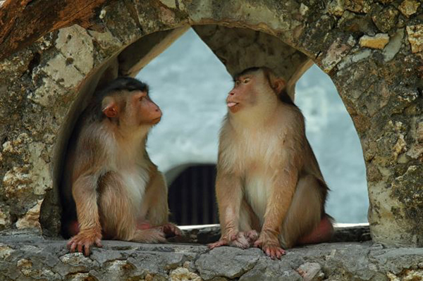 ӡ���������������Ƕ���԰�ձ�⨺���ס���µı���