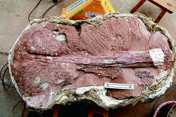 ����β����ʯ