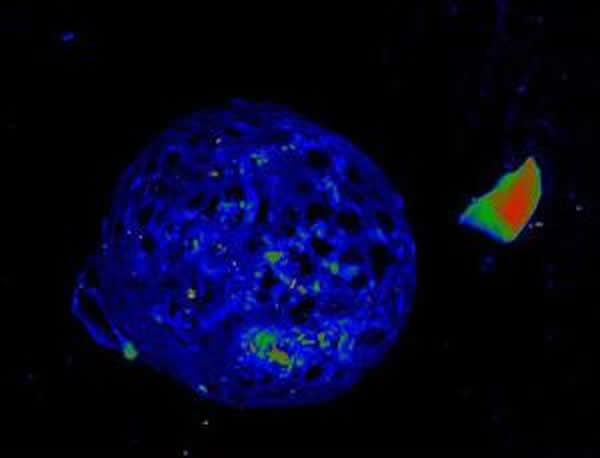 利用X光吸收产生的含碳内含物图片
