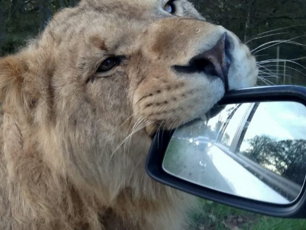 英国动物园母狮狂追汽车舔后视镜
