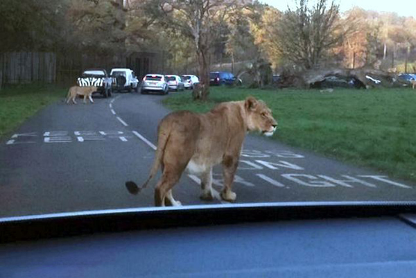 英国动物园母狮狂追汽车舔后视镜