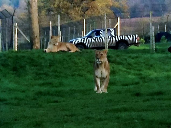 英国动物园母狮狂追汽车舔后视镜