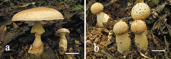 �㶫ʡ����ɽ�Ϸ��־���Ģ���������ࡱ