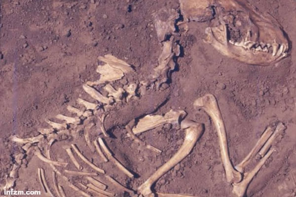美国伊利诺依州出土的狗化石。
