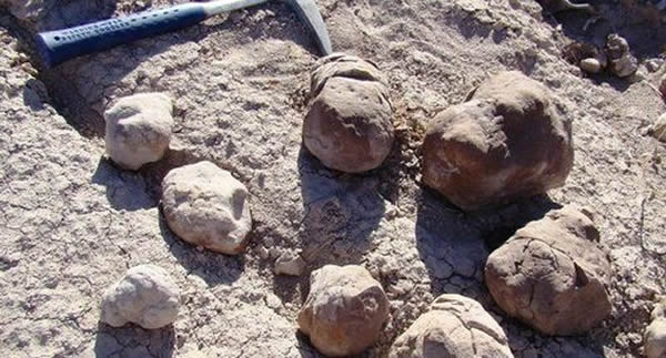 阿根廷发现2.4亿年前的史前“公厕”