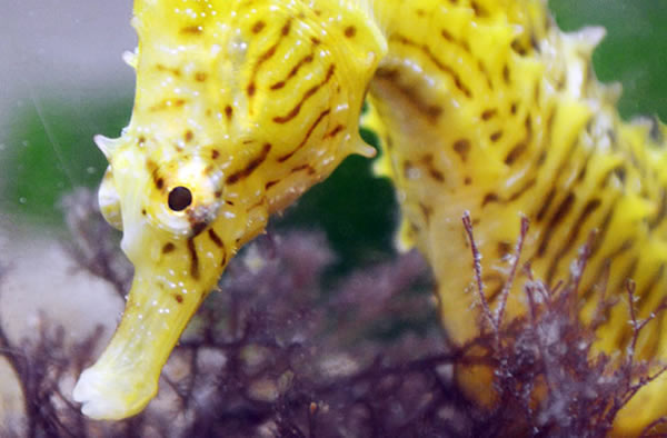 The dwarf seahorse, Hippocampus zosterae, has a head perfectly shaped to sneak u