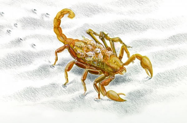 This is a drawing of the scorpion who left behind the only fossil body ever foun