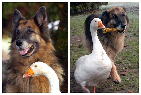 Ӣ�������������¹�����Ȯ����������