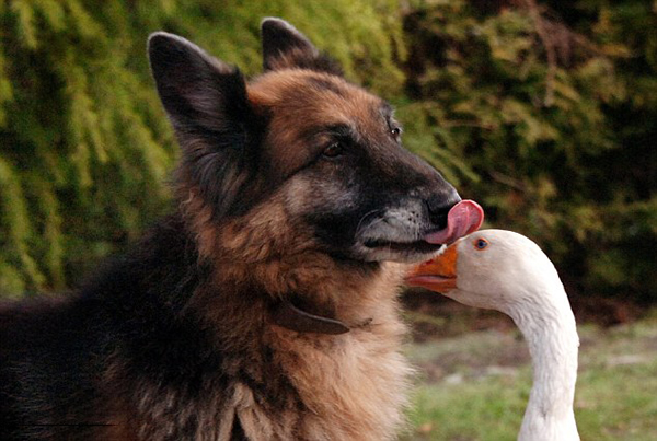 Ӣ�������������¹�����Ȯ����������