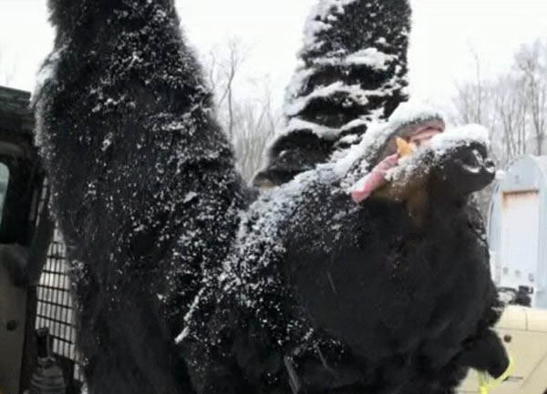 ������Ϧ��������������Ա����в���350������͡�����