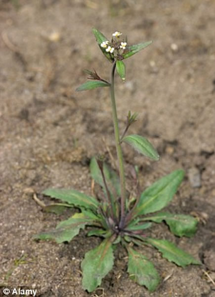 �������Һ��պ���֣�NASA��������2015��ȥ��������ֲ�߲˺Ͳݱ�ֲ��