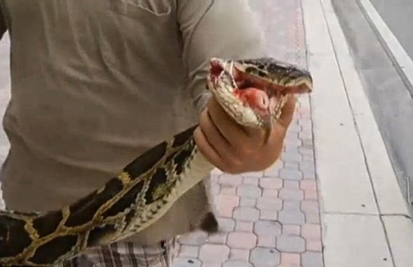 美国佛罗里达州4米巨蟒遭捕或被剥皮造奢侈品