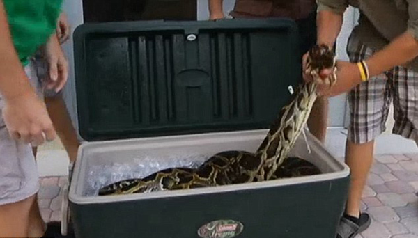 美国佛罗里达州4米巨蟒遭捕或被剥皮造奢侈品