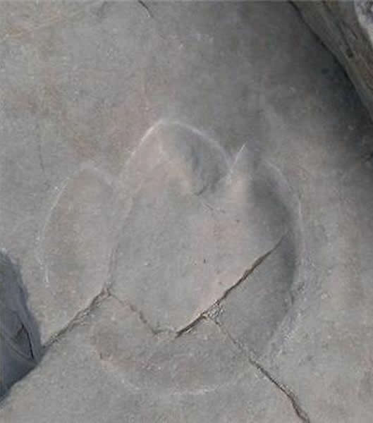 韩国发现兽脚类恐龙足迹化石