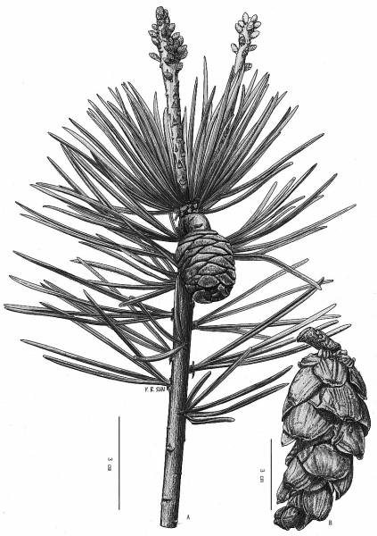 毛枝五针松 孙英宝绘