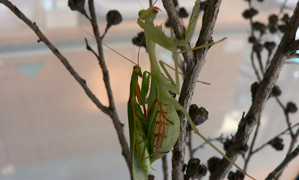 新西兰雄螳螂更喜欢外来诱惑